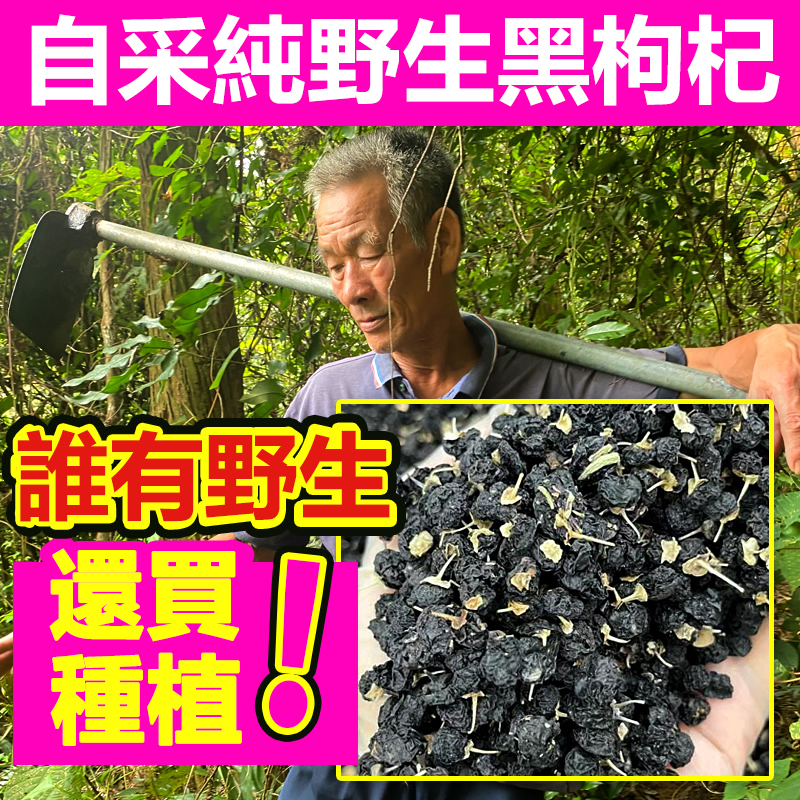 正宗黑枸杞子野生正品 青海特級頭茬大果泡水